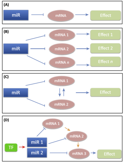 <ol><li><p>Basic approach — single miRNA-mRNA interactions.</p></li><li><p>Broad effects — one miRNA to many RNAs.</p></li><li><p>Functional approach — one miRNA affects several mRNAs that have one synergistic effect.</p></li><li><p>Pathway-based approach to regulation — multiple miRNAs affect multiple mRNAs to produce one effect. </p></li></ol><p></p>