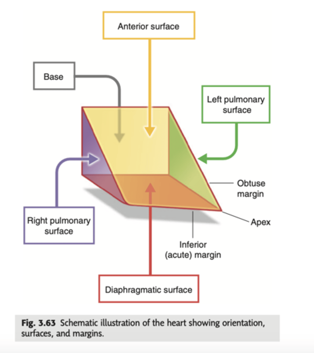 <p>The heart has an inverted pyramidal shape lying in one side.</p><p>Surfaces:</p><p>. Inferior diaphragmatic surface</p><p>. Sternocostal surface or anterior surface (corresponds mainly to the right ventricle)</p><p>. Posterior surface (corresponds to the ventricles, mainly to the left one)</p><p>. Right pulmonary surface</p><p>. Left pulmonary surface</p>