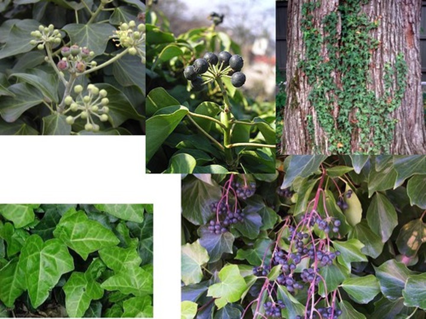 <p>🌿 Plante grimpante persistante.</p><p>🌿 Feuilles jeunes à lobes profonds, feuilles adultes ovales.🌿 Baies noires en hiver.</p>