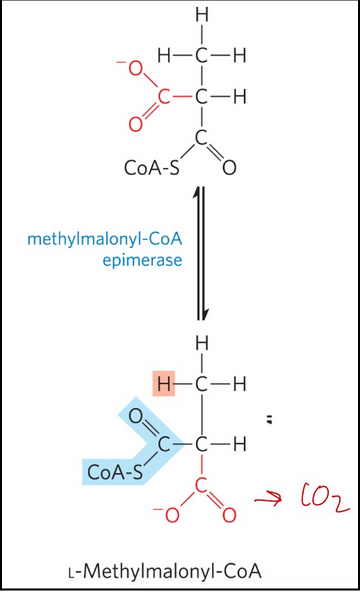<ul><li><p><span style="background-color: transparent;">methylmalonyl-CoA epimerase = catalyzes the epimerization of D-methylmalonyl-CoA to its L stereoisomer</span></p></li><li><p><span style="background-color: transparent;">Swivel around (rotation) → requires enzyme</span></p></li></ul><p></p>