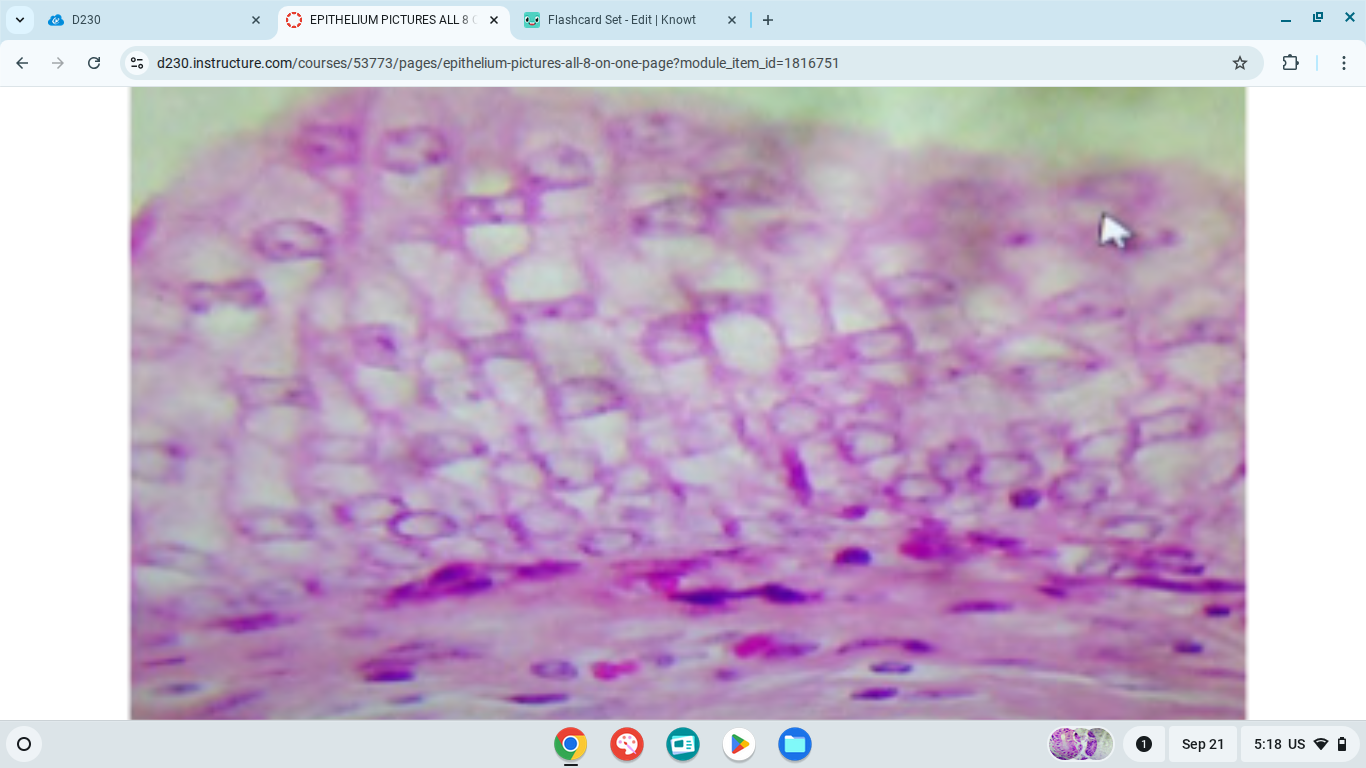 knowt flashcard image