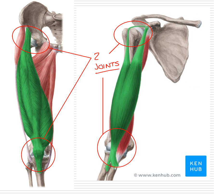 <p>Cross and act on 2 different joints </p><p>EX: rectus femoris can act either one or both of its joints - maintain a relatively consistent length due to shortening at one joint and lengthening at another joint </p>