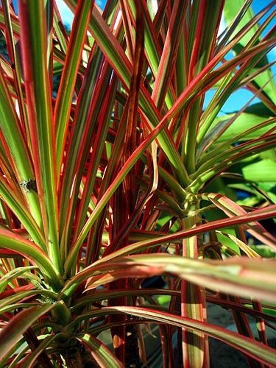 <p>Grows on a stalk</p><p>Bottom of the stalk sometimes drops its lower leaves - leaving a bare cane appearance</p><p>Is a large upright plant</p><p>Edges of the plant are indeed red</p>