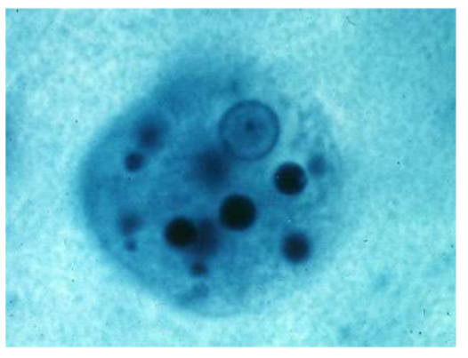 <p>What is the <strong>name </strong>of this organism?</p>