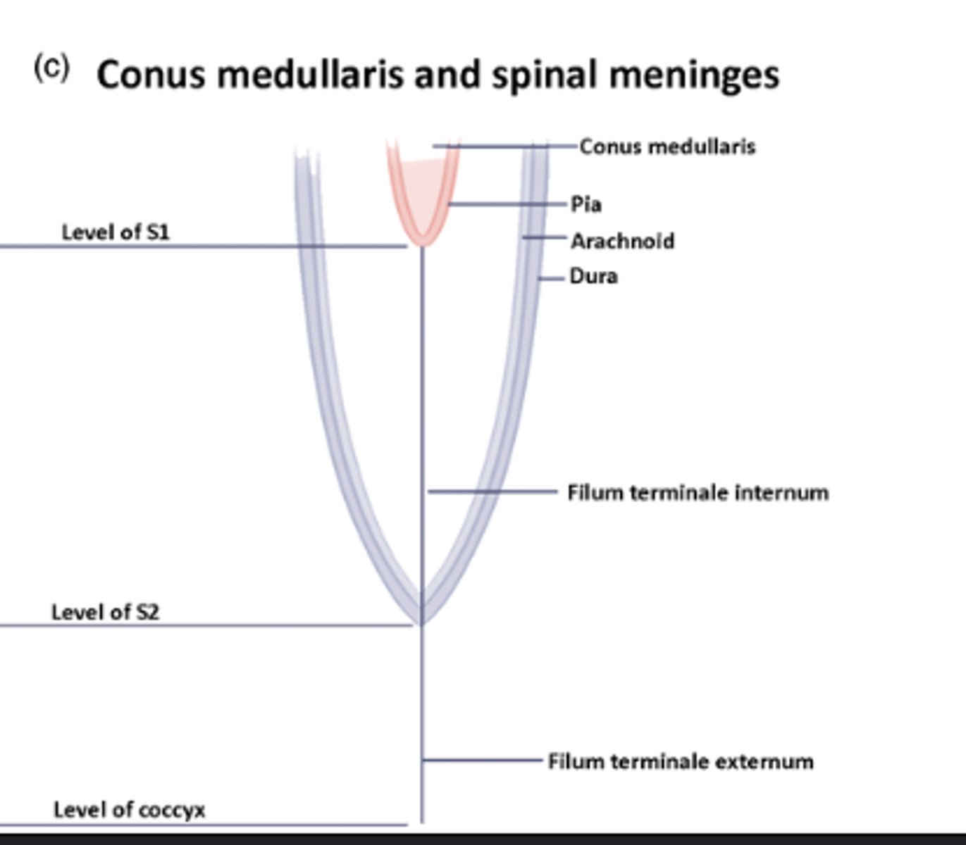 <p>Fluid-filled space in the lower part of the vertebral column located within the thecal sac containing CSF and nerve roots of caudal equina and filum terminale</p><p>Extends from L1-L2 to S2</p>