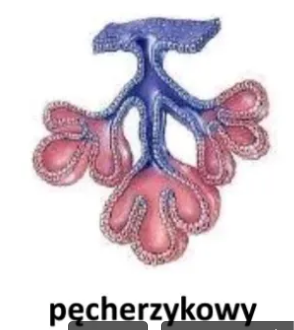 <p>Rozgałęziony układ pęcherzykowy z wieloma przewodami wyprowadzającymi</p>
