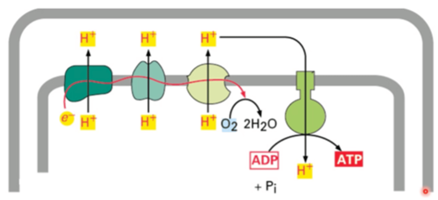 <p>pagrindinis aerobinis ATP sintezės būdas. Sintezė vyksta ląstelių mitochondrijose, audinių kvėpavimo grandinės fermentams pernešant elektronus nuo oksiduojamo substrato deguoniui, o protonus išpumpuojant į transmembraninę ertmę. Proceso metu aktyvuojamas neorganinis fosforas, kuris tampa aktyvus ir gali jungtis su ADP - susidaro ATP.</p>