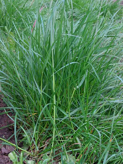 <ul><li><p>Grassenfamilie / Poaceae</p></li><li><p>Lolium perenne / Engels raaigras</p></li><li><p>MONOCOTYL</p></li></ul>