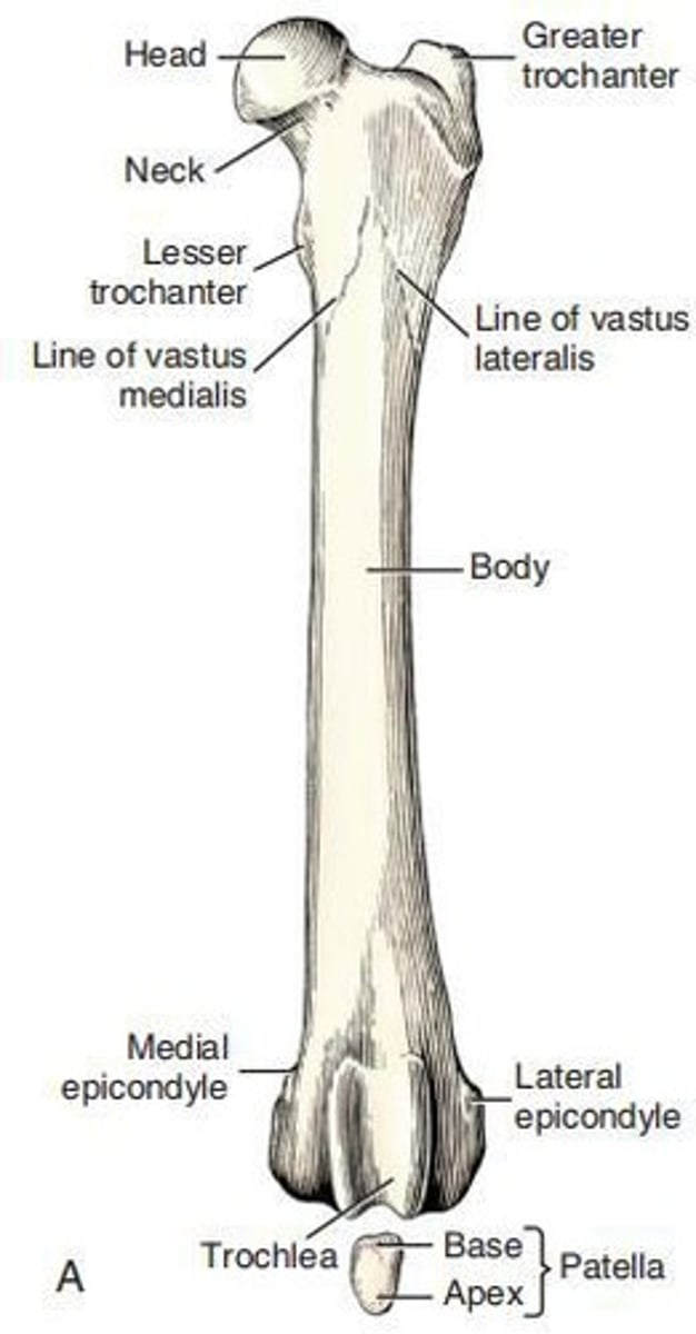 <p>The ___ consists of a head, neck, and two processes or trochanters.</p>