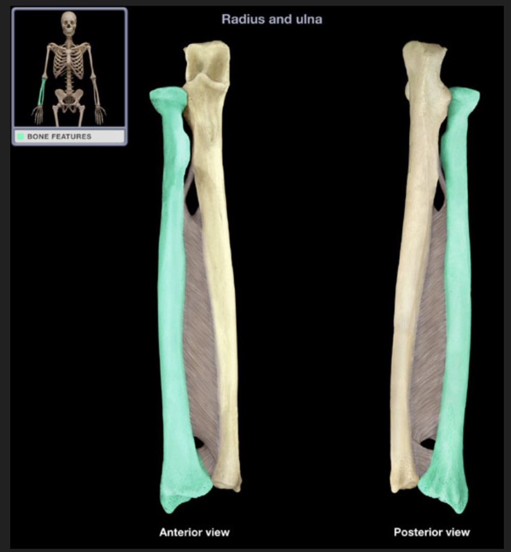 <p><span style="font-family: Arial, sans-serif; color: rgb(45, 59, 69)">lateral bone of the forearm</span></p>