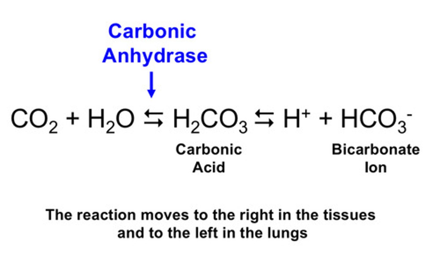 <p>carbonic anhydrase; we convert CO2 + H2O —&gt; carbonic acid —&gt; bicarbonate ion</p><p>(reaction moves to the right in tissues and to the left in the lungs)</p>