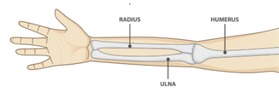 <p>thumb side </p>