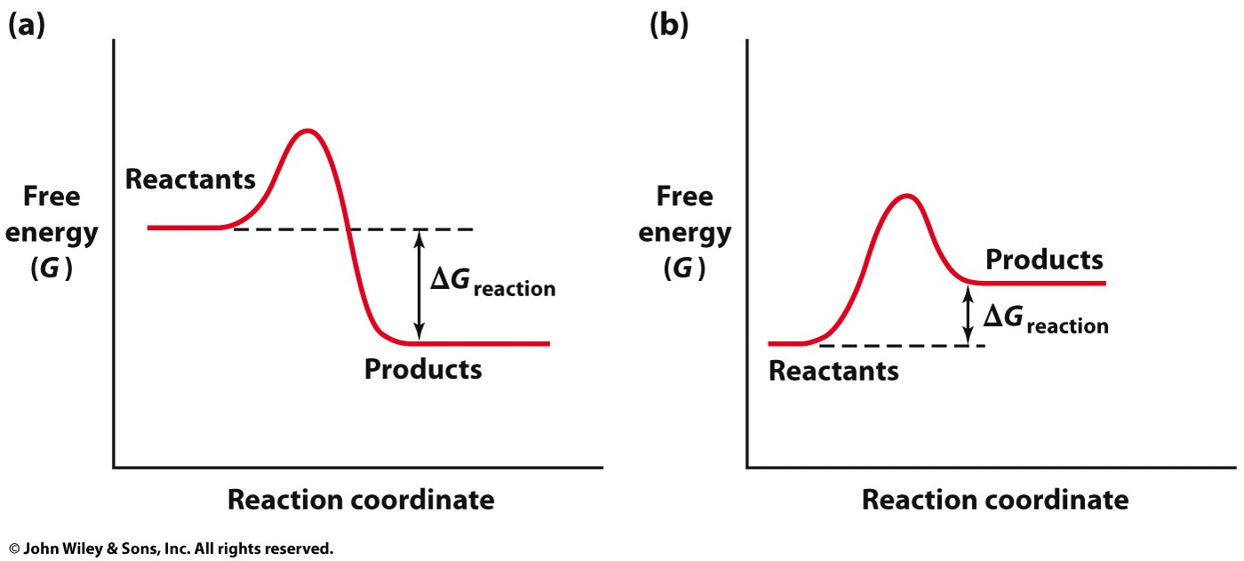 <p>the reactants have more free energy than the products. THE REACTION RELEASES ENERGY AS IT PROGRESSES. SO FREE ENERGY IS LESS THAN 0</p>