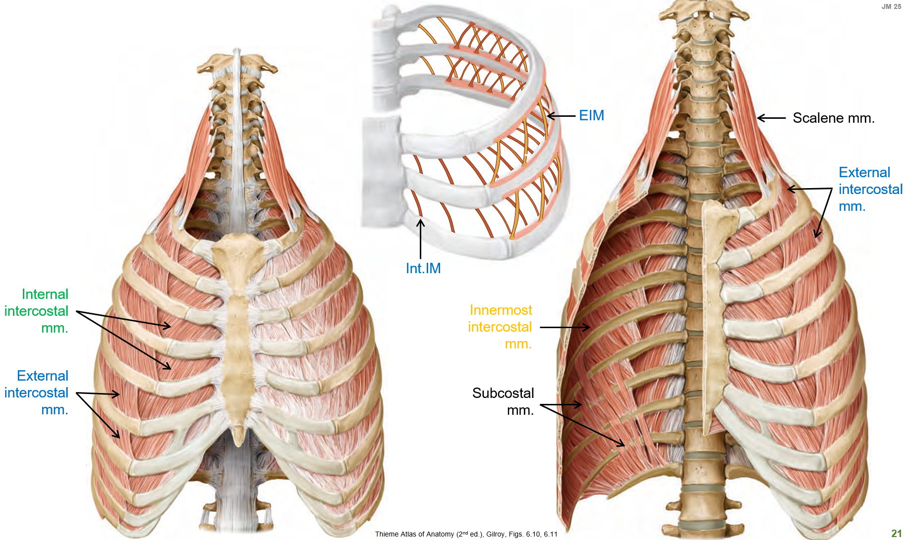 <ul><li><p><strong>External intercostal muscles</strong> assist with <strong>inspiration</strong>.</p></li><li><p><strong>Internal</strong> and <strong>innermost intercostal muscles</strong> assist with <strong>expiration</strong>.</p></li></ul><p></p><p><em>If the first letter starts with E (external int…) it helps with I (inspiration). If it starts with I, it helps with E (expiration)</em></p>