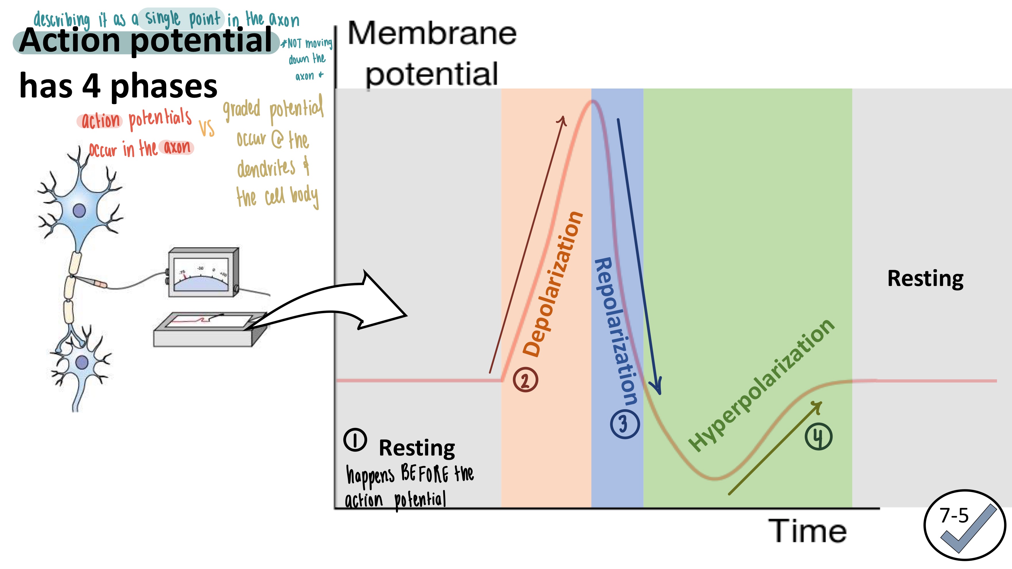 <ol><li><p><strong>Resting</strong>: -70 mV</p></li><li><p><strong>Depolarization</strong>: more than -50 mV</p></li><li><p><strong>Repolarization</strong>: -70mV</p></li><li><p><strong>Hyperpolarization</strong>: -90 mV, then -70mV</p></li></ol><p></p>