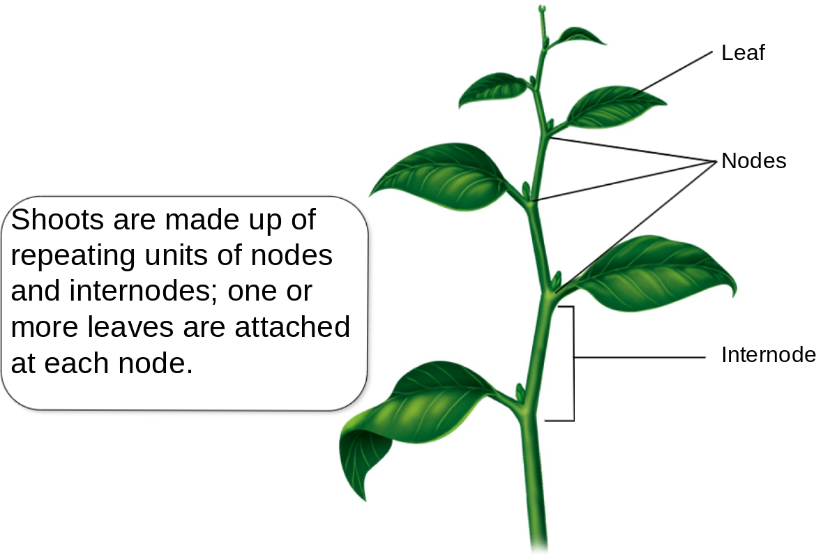 <p>the shoots are made of repeating units of nodes and internodes; one or more leaves are attached at each node</p>