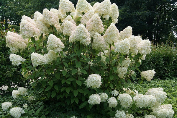 Tree Hydrangea
