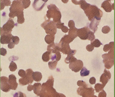 <p>What cell arrangement is this? </p>