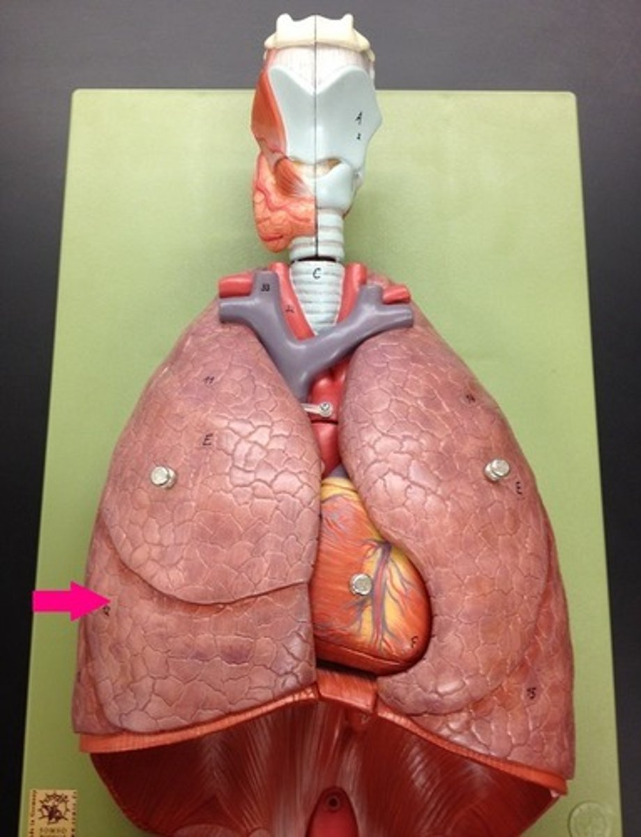 <p>Identify the lobe.</p>