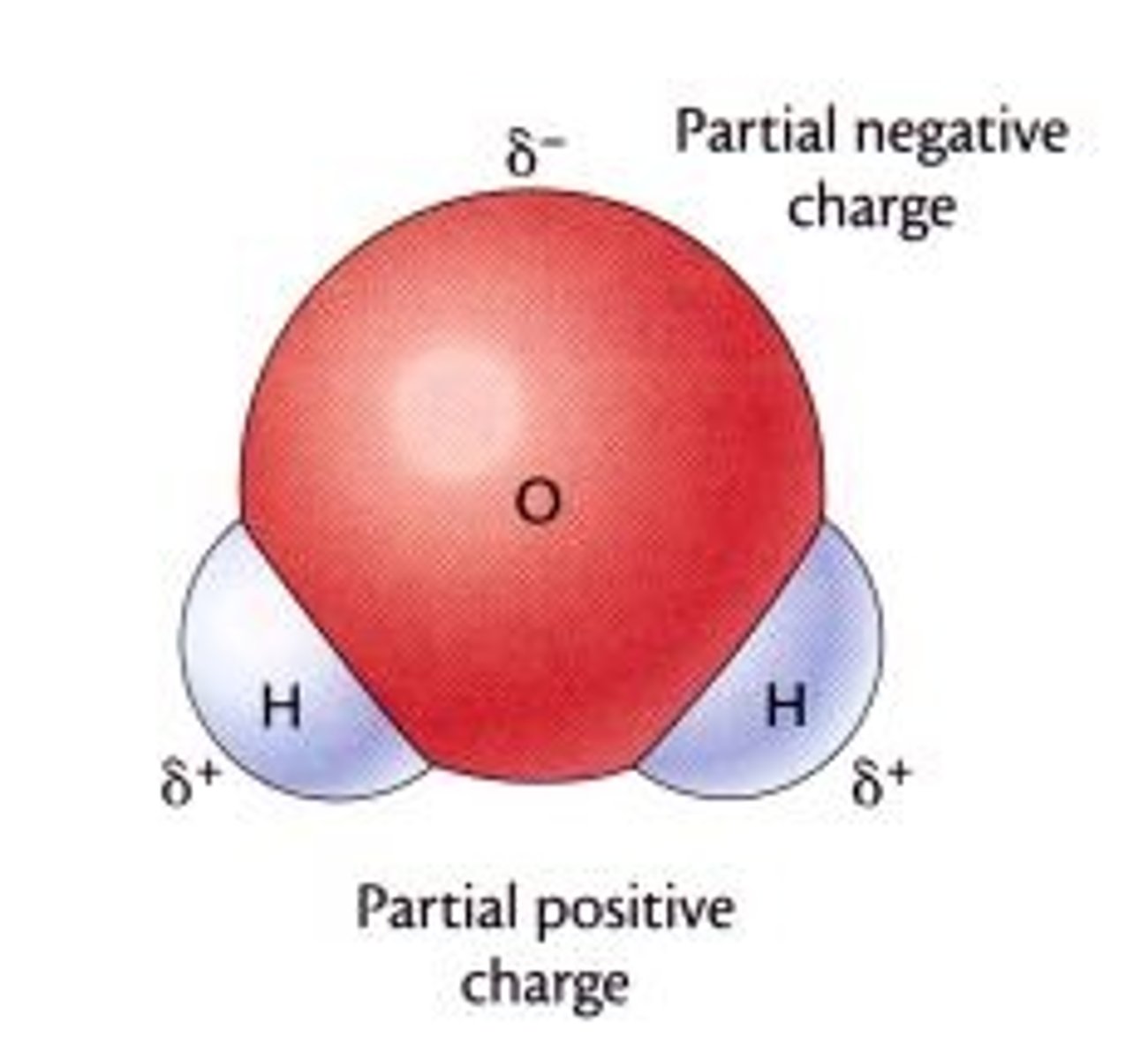 <p>Oxygen is <span class="bgP">delta negative</span> (δ–) whereas hydrogen is <span class="bgP">delta positive</span> (δ+) </p><p>- Oxygen atom <span class="bgP">pulls</span> the <span class="bgP">shared electrons</span> towards it, so <span class="bgP">water</span> is <span class="bgP">slightly negative</span> at the <span class="bgP">oxygen</span> and <span class="bgP">slightly positive</span> at the <span class="bgP">hydrogen</span> ends meaning they can form hydrogen bonds with each other</p>