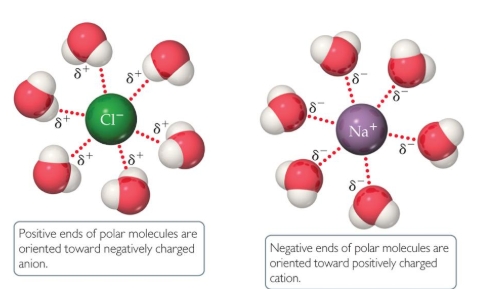 <p>negative end of polar liquid is attracted to positive end of ion; positive end of polar liquid is attracted to negative end of ion</p>