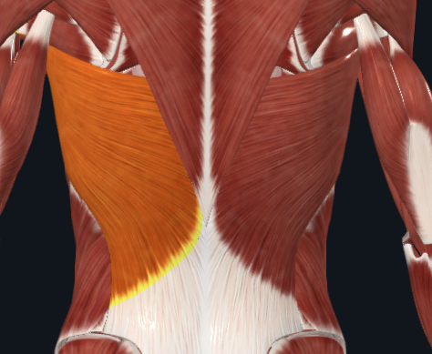 <p>What muscle is this?</p>