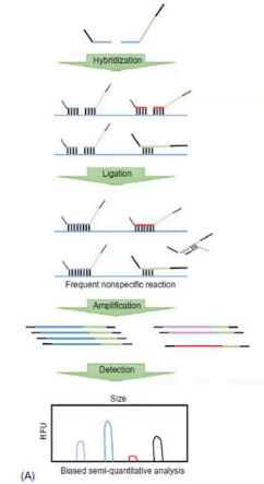 <p>The picture is the flow of what MLPA?</p>