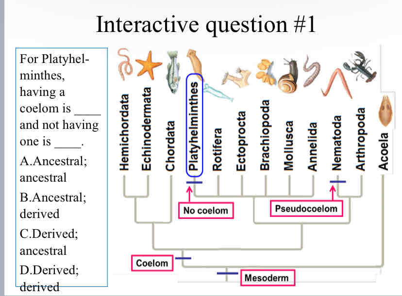 <p>Practice Question (Flatworms) - For Platyhelminthes, having a coelom is ____ and not having one is</p>
