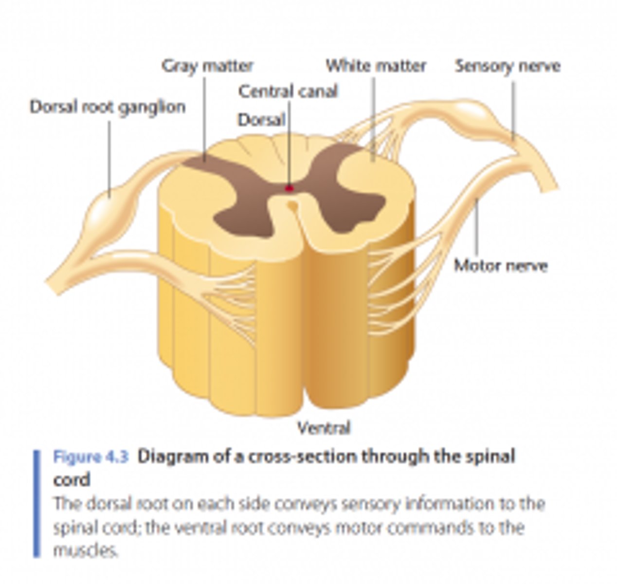 <p>-sensory fibers of our spinal nerves are entering the spinal cord on the dorsal side (when on all 4s)<br>-motor fibers of our spinal nerves are exiting the spinal cord on the ventral side <br>-when upright sensory fibers are on posterior side and motor fibers are on anterior side</p>