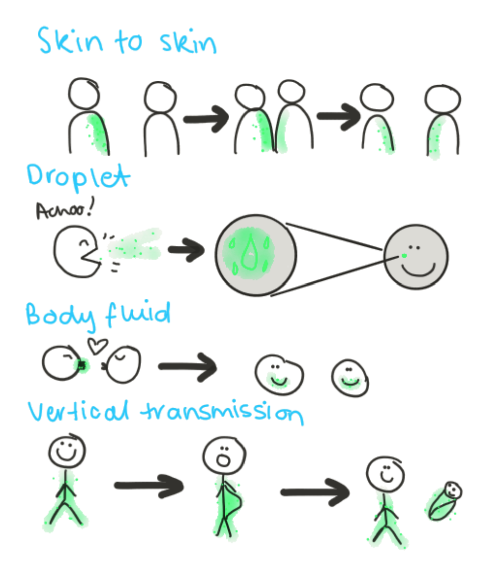 * horizontal
  * Person to person (touching, kissing, coughing, sneezing on someone)
  * Animal to person (handling, bites, scratches


* vertical
  * contact between offspring and parent
  * transplacental, vaginal birth, or breastfeeding