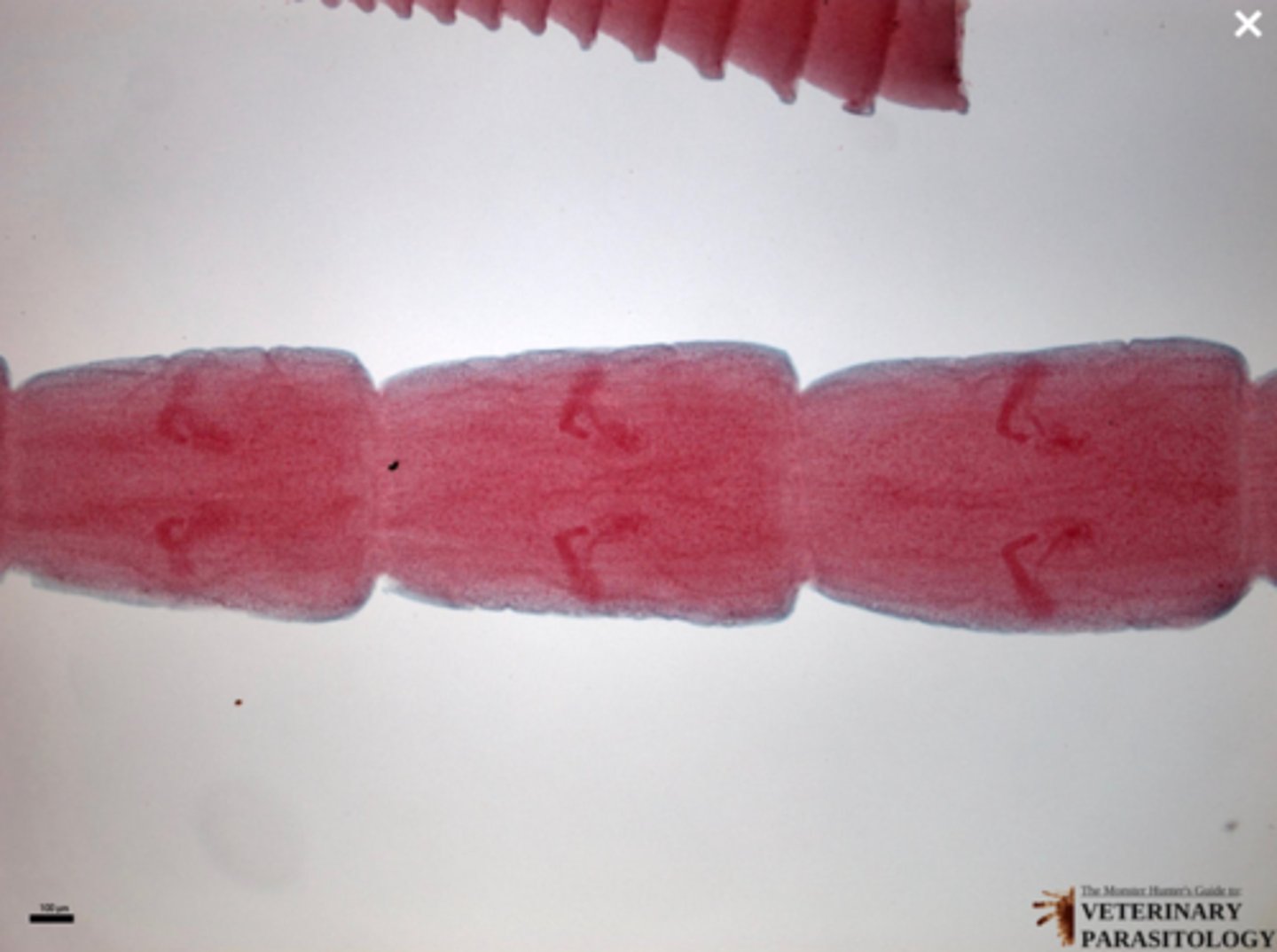 <p>What parasite is this if it is from a dog</p>