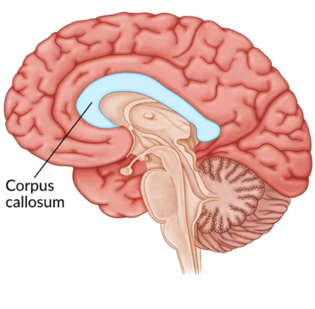 <p>Connects the left and right hemispheres, allowing them to communicate with each other. Located between the two hemispheres of the brain.</p>