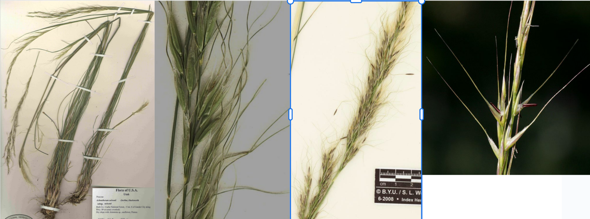 <p>Inflorescence close to rachis, white dot @ spikelet base, genticulate awns</p>