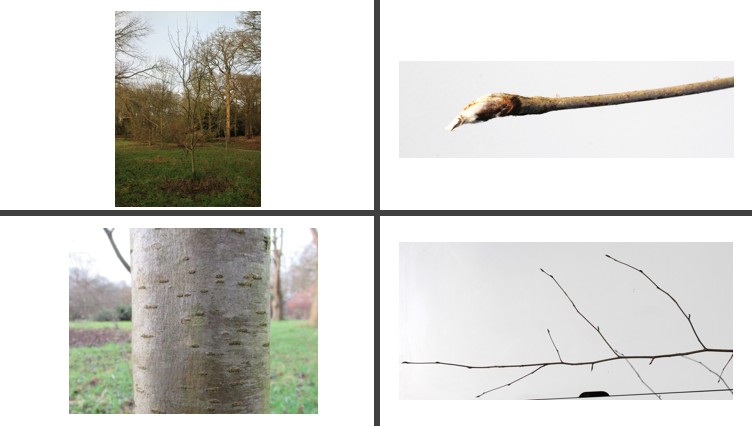 <p>Wilde lijsterbes</p>