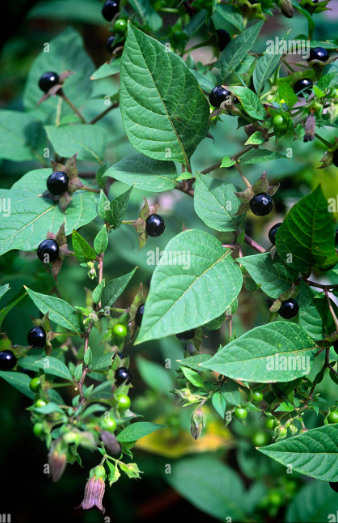 <p>-ester of tropic acid (D and L) and tropine </p><p>-USE: dilatation of pupils, inhibits salivary and mucus glands</p><p>-IN: deadly nightshade=belladonna species (Solanaceae)</p>