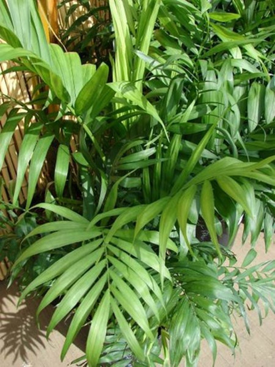 <p>Small, compact, usually single-trunked palm</p><p>Usually grows to 4' tall</p><p>Dense, attractive foliage, compact shape and easy maintenance.</p><p>Handsome, arching, green pinnate leaves, with 12 or more pairs of narrow leaflets per leaf, lend a tropical flair to indoor locations.</p>