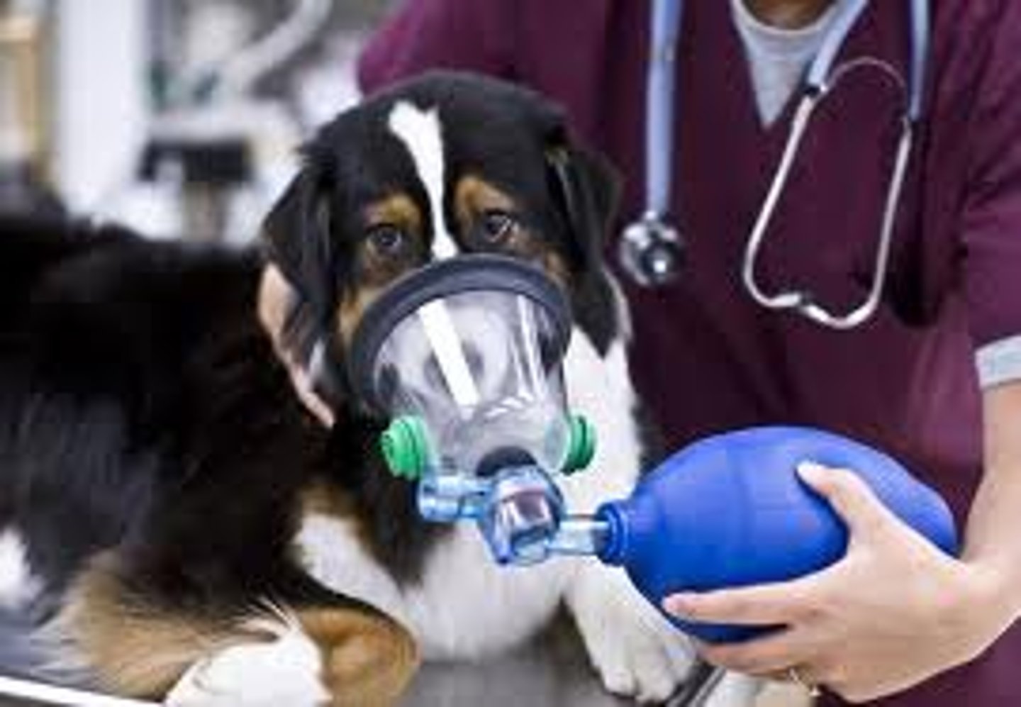 <p>a hand-held device that is used to manually breathe for the patient on a temporary basis</p>