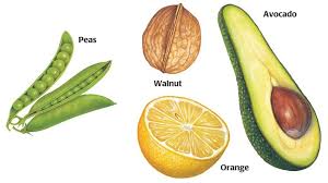 <p>What’s the difference between seeds and fruits?</p>