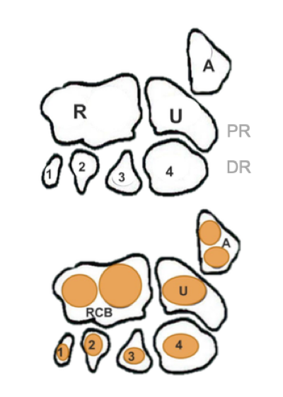 <ul><li><p><strong>Radial carpal bone</strong> <strong>/ intermediate carpal bone</strong></p><ul><li><p>Is one big, fused bone… largest bone of the carpus </p></li></ul></li><li><p><strong>Ulnar carpal bone</strong></p></li><li><p><strong>Accessory carpal bone</strong></p><ul><li><p>Tucked CAUDALLY behind ulnar carpal bone (see image)</p></li></ul></li></ul><p></p>