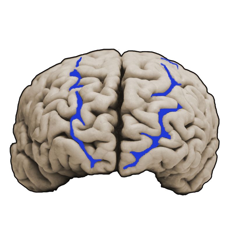 <p>What structure is this and what is the function?</p>