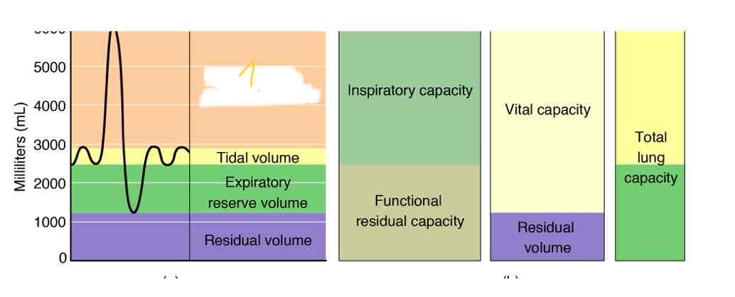 <p>Which lung capacity is highlighted</p>