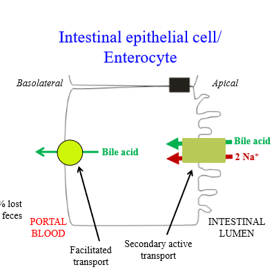 <p>Bile acid enters enterocytes via a secondary active transporter. Reabsorption is coupled to sodium movement into enterocyte</p><p></p>