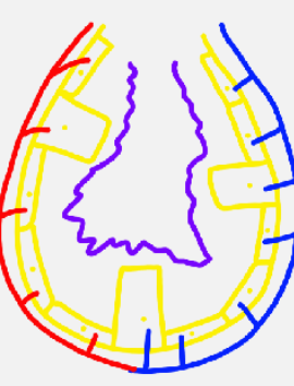 <ul><li><p>week 26-birth</p></li><li><p>increase in number of primitive alveoli</p></li><li><p>primitive alveoli begin to mature</p></li><li><p>cuboidal cells become type I and type II pneumocytes:</p><ul><li><p>type I→ flat cells (gaseous exchange)</p></li><li><p>type II→ cuboidal cells (surfactant)</p></li></ul></li></ul><p></p>