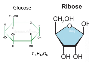<p>CHO - 2:0 H to O ratio</p><p>ribose, glucose</p>