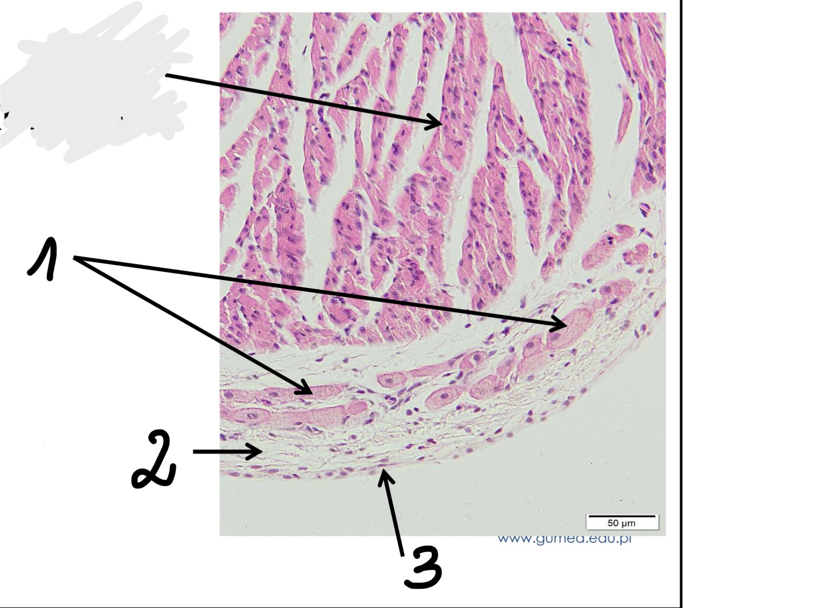 term image