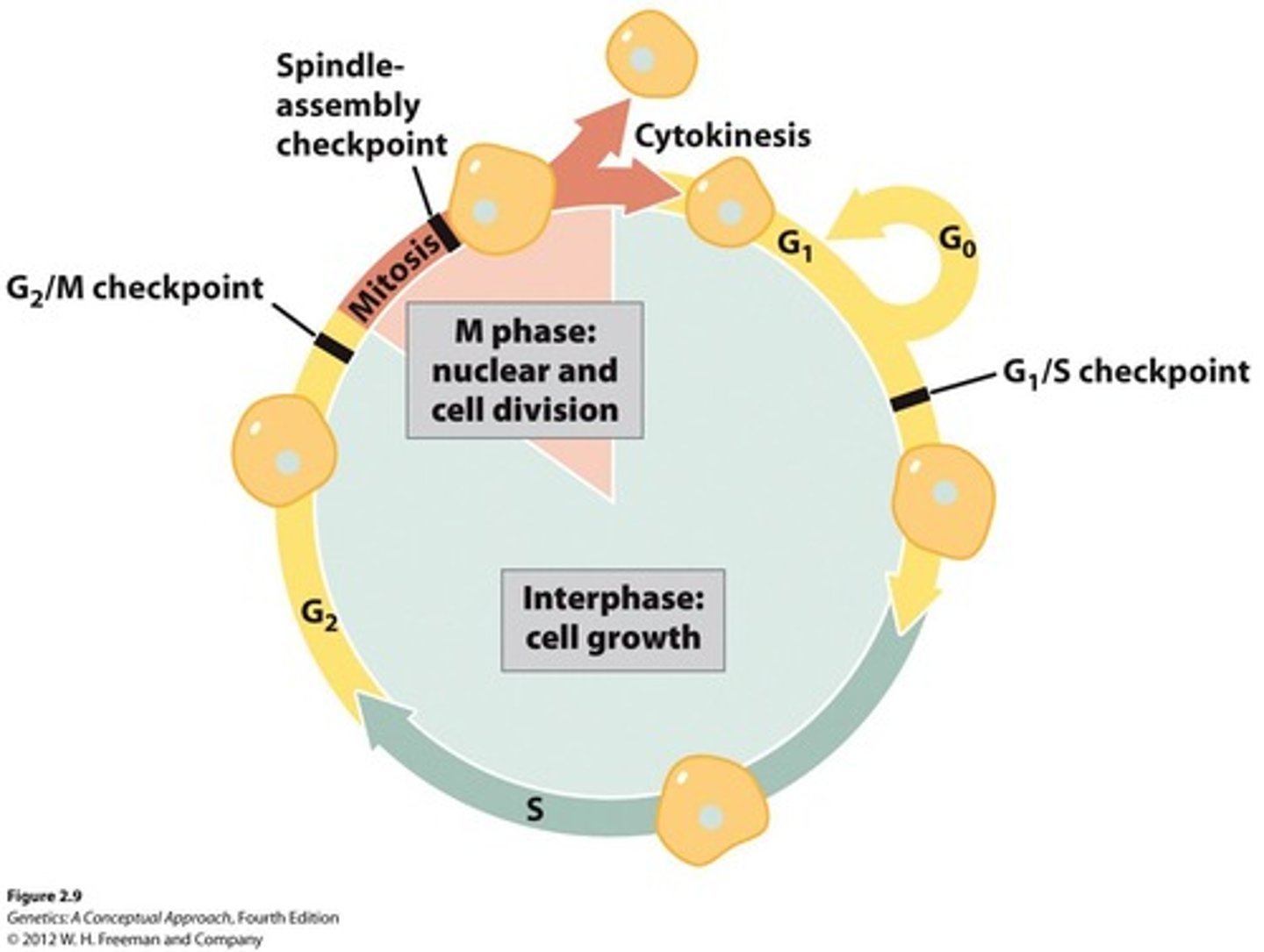 <p>Growth and development of the cell; G1/S checkpoint.</p>