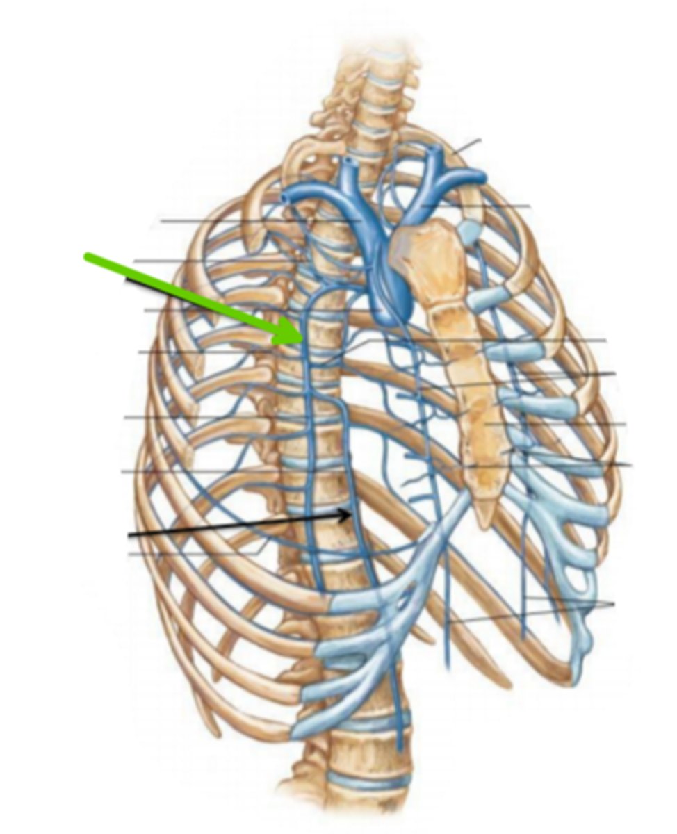 <p>identify the structure(s) indicated by the arrow</p>