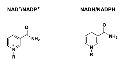 <p>-NAD+/ NADP+= oxidation (from alcohol to ketone)<br>- NADH/NADPH= reduction (alcohol to ketone)</p><p></p>