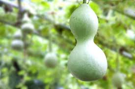 <p>gourd</p>