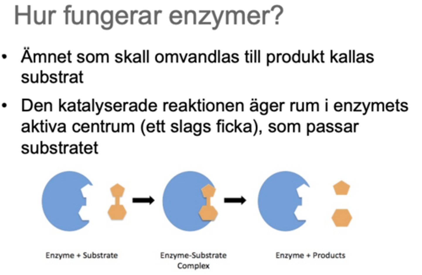 <p>substrat binder till enzymets active-site, vilket ger ett enzym-substratkomplex. Detta gör att transitionstillståndet stabiliseras och aktiveringsenergin för reaktionen sänks. reaktionen påskyndas alltså.</p>